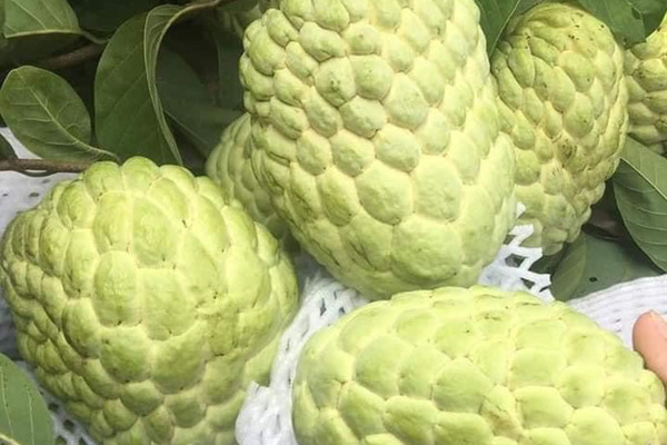 Na Thái ồ ạt đổ về, rẻ hơn hàng Việt rất hút khách mua-3