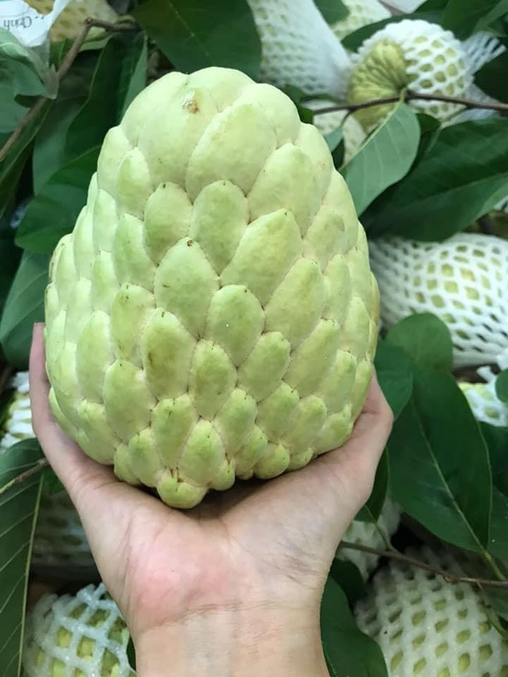 Na Thái ồ ạt đổ về, rẻ hơn hàng Việt rất hút khách mua-1