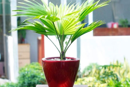 5 loại cây cảnh vừa đẹp lại vừa an toàn khi trồng trong nhà