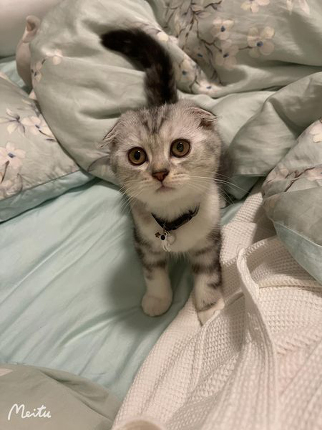 Anh Đức bị bạn gái cũ bóc phốt: Quỵt tiền trắng trợn, hành xử tệ và sốc nhất chuyện bán mèo?-3