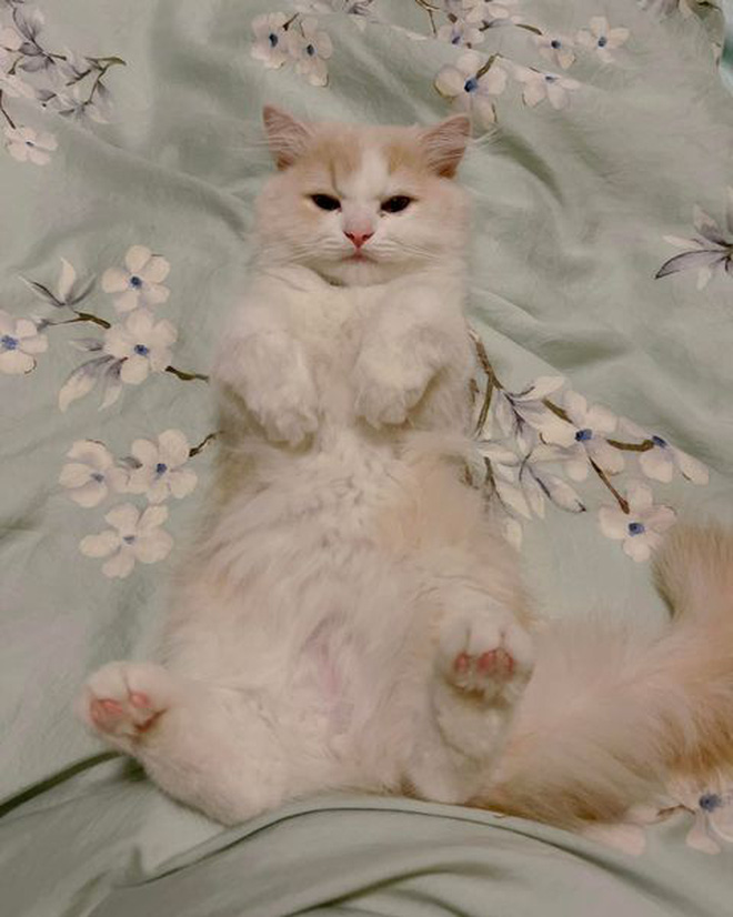 Anh Đức bị bạn gái cũ bóc phốt: Quỵt tiền trắng trợn, hành xử tệ và sốc nhất chuyện bán mèo?-2