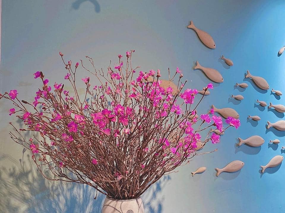 Đỗ quyên bung cánh một năm chỉ một lần, chị em cắm chơi cả tháng chỉ từ 79k-1