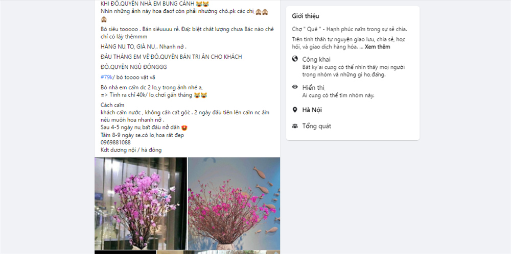 Đỗ quyên bung cánh một năm chỉ một lần, chị em cắm chơi cả tháng chỉ từ 79k-5