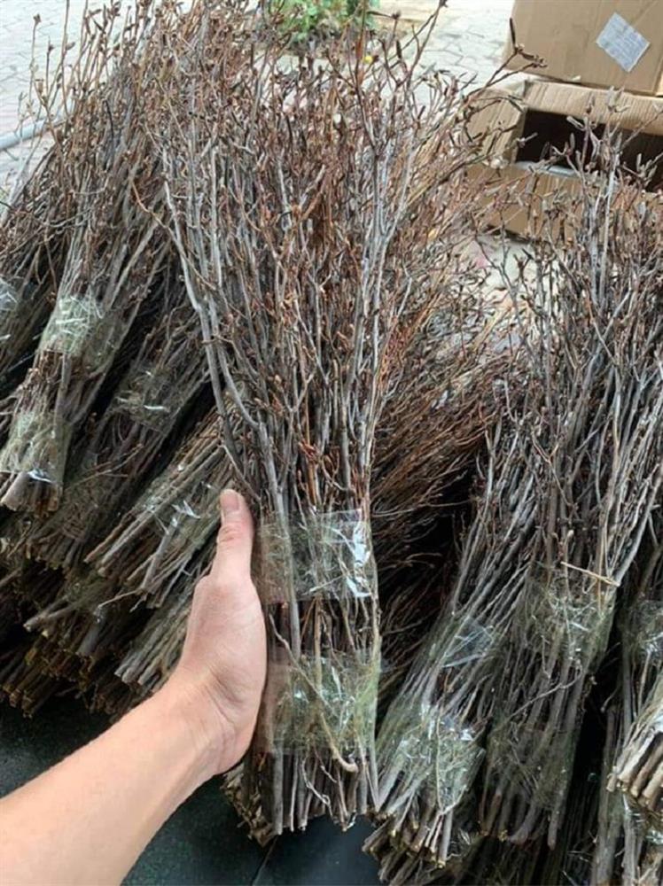 Đỗ quyên bung cánh một năm chỉ một lần, chị em cắm chơi cả tháng chỉ từ 79k-3