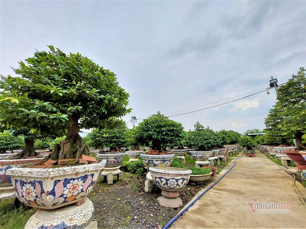 Tết năm ngoái, mua cây mai 300-500 triệu biếu sếp là chuyện thường-1