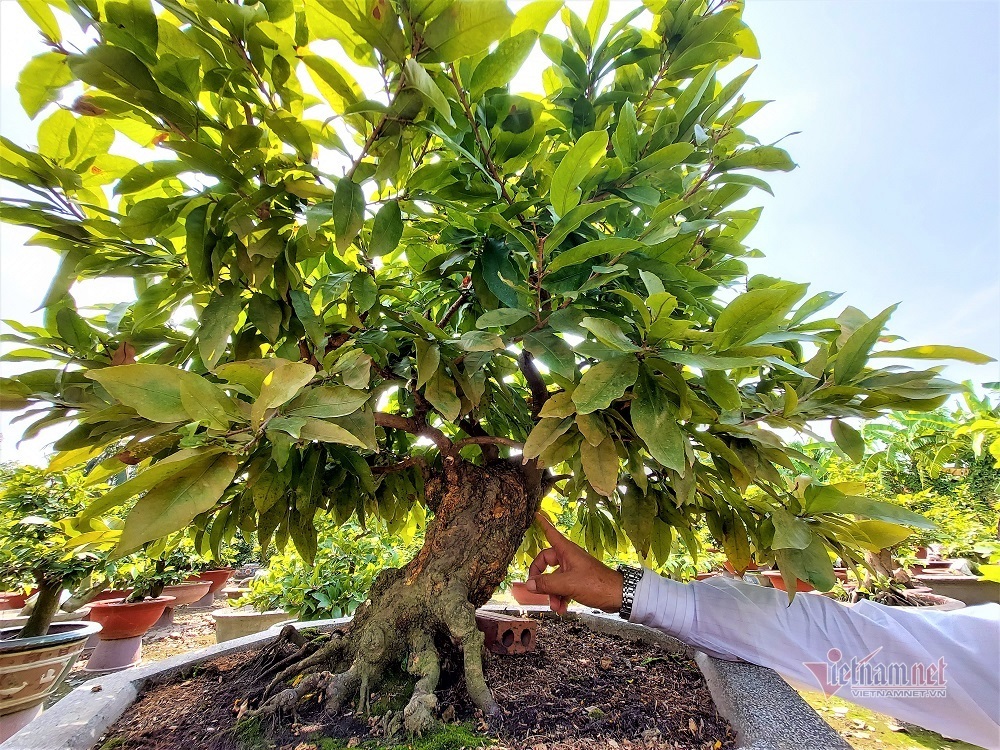 Tết năm ngoái, mua cây mai 300-500 triệu biếu sếp là chuyện thường-2