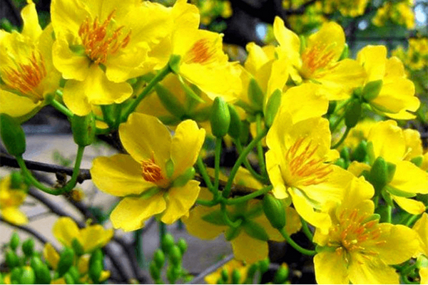 Chiêm ngưỡng lão mai dát 9 chỉ vàng lập kỷ lục của đại gia Đồng Tháp-6