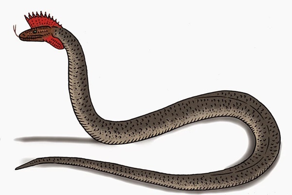 Chuyên gia giải mã hiện tượng bí ẩn rắn thần ở Việt Nam có mào như gà trên đầu-1