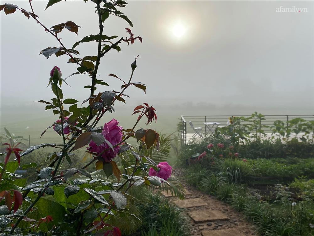Ngôi nhà nằm giữa cánh đồng quê có khu vườn đẹp như cổ tích của mẹ đơn thân tại Lâm Đồng-15