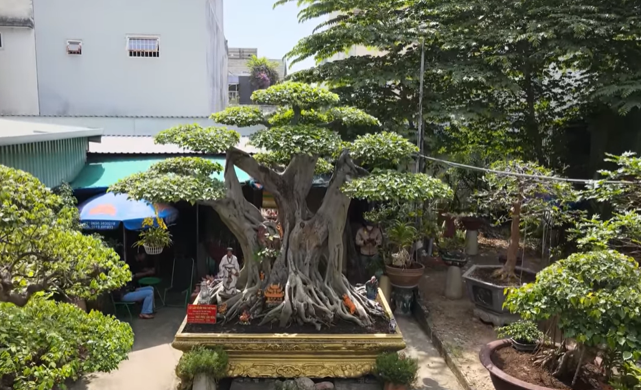 Bán xe mua cây cảnh ở chân núi, sau 12 năm chồng phát giá 60 tỷ, vợ nói 1 câu cực thấm-1