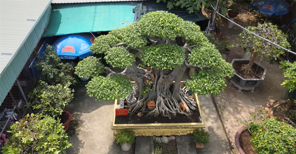 Bán xe mua cây cảnh ở chân núi, sau 12 năm chồng phát giá 60 tỷ, vợ nói 1 câu cực thấm-2