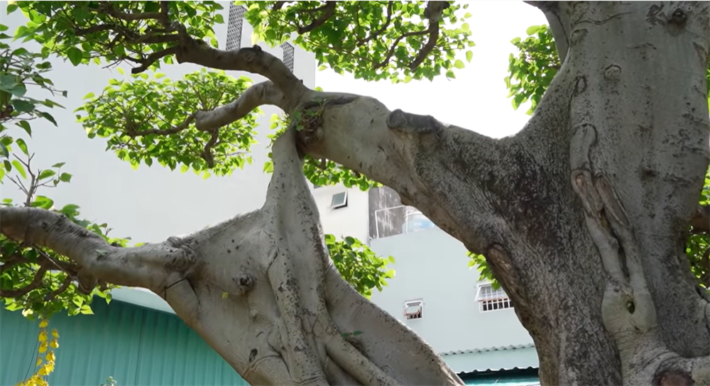 Bán xe mua cây cảnh ở chân núi, sau 12 năm chồng phát giá 60 tỷ, vợ nói 1 câu cực thấm-3