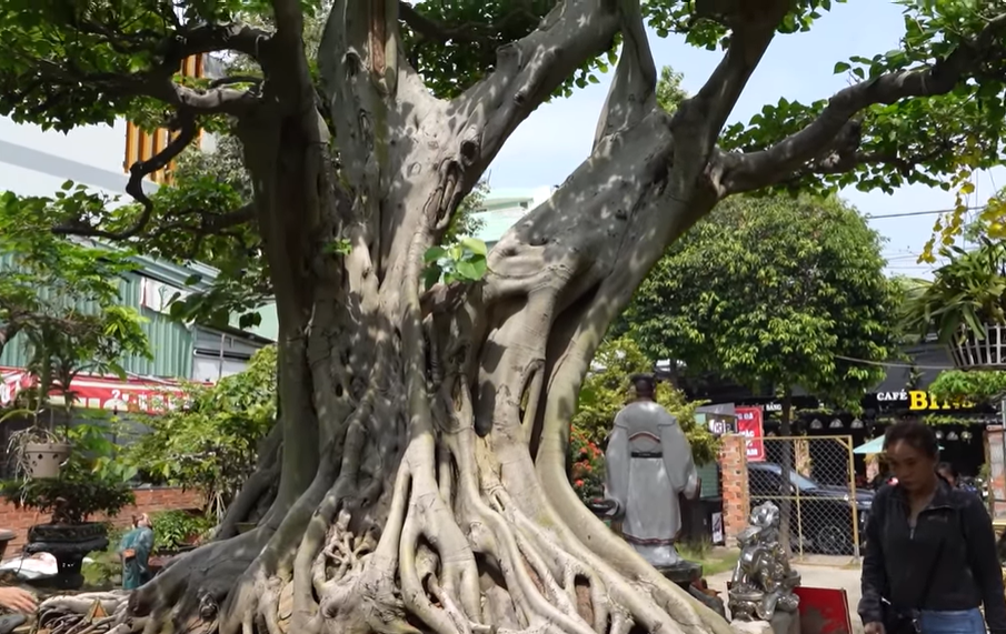 Bán xe mua cây cảnh ở chân núi, sau 12 năm chồng phát giá 60 tỷ, vợ nói 1 câu cực thấm-4