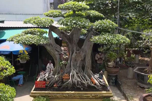 Ông chủ chốt giá siêu cây cảnh 230 tỷ, hé lộ bán cho vợ vui chứ tiền nhiều làm gì-8