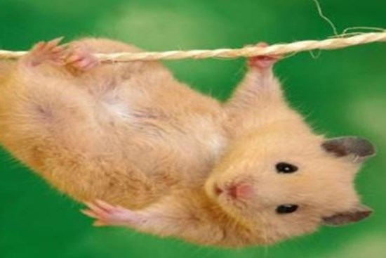 Phải làm gì nếu có chuột trên trần nhà? Hướng dẫn bạn vài mẹo nhỏ, chi phí rẻ tiền lại không mất công, lũ chuột biến mất nhanh chóng