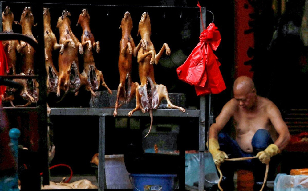 Tiến sĩ văn hóa VN: Không thể nói ăn thịt chó là man rợ; chó là bạn cũng có thể là thức ăn-1