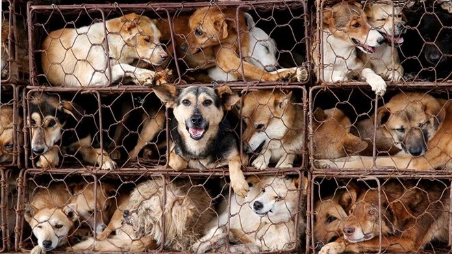 Tiến sĩ văn hóa VN: Không thể nói ăn thịt chó là man rợ; chó là bạn cũng có thể là thức ăn-4