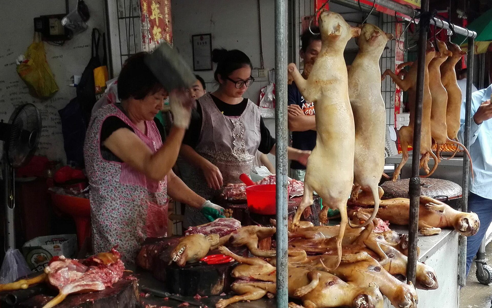 Tiến sĩ văn hóa VN: Không thể nói ăn thịt chó là man rợ; chó là bạn cũng có thể là thức ăn-5