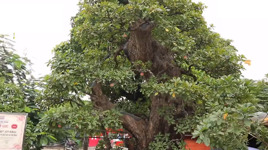 Ông chủ chốt giá siêu cây cảnh 230 tỷ, hé lộ bán cho vợ vui chứ tiền nhiều làm gì-2