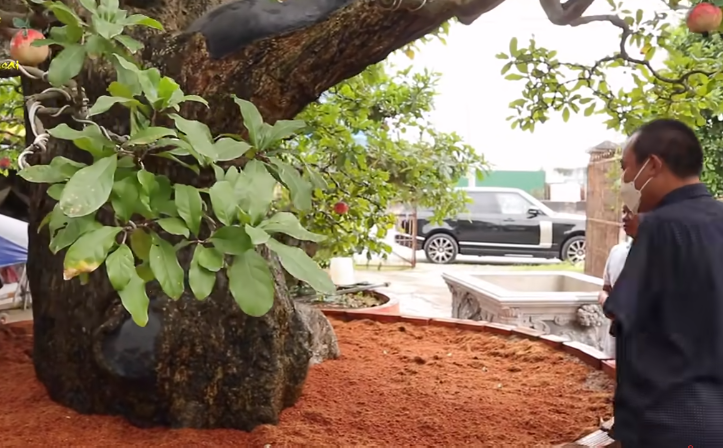 Ông chủ chốt giá siêu cây cảnh 230 tỷ, hé lộ bán cho vợ vui chứ tiền nhiều làm gì-3
