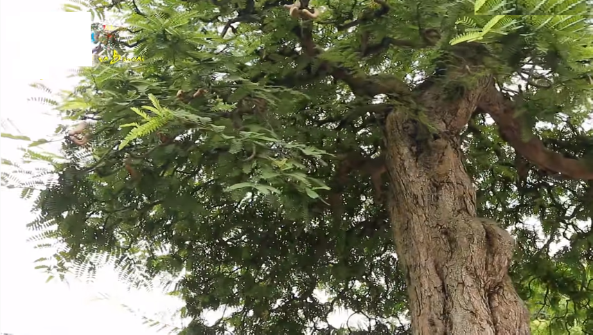 Ông chủ chốt giá siêu cây cảnh 230 tỷ, hé lộ bán cho vợ vui chứ tiền nhiều làm gì-4