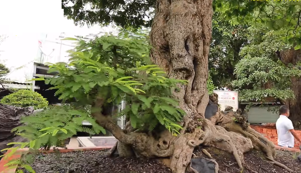 Ông chủ chốt giá siêu cây cảnh 230 tỷ, hé lộ bán cho vợ vui chứ tiền nhiều làm gì-6