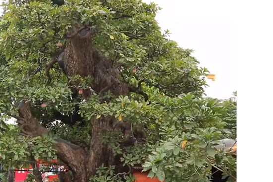 Ông chủ chốt giá siêu cây cảnh 230 tỷ, hé lộ bán cho vợ vui chứ 'tiền nhiều làm gì'