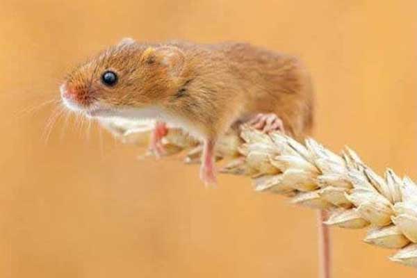 Thần số học: Những con số trong ngày tháng năm sinh tiết lộ sự nghiệp của bạn trong năm 2022 có thăng hoa, công thành danh toại hay không-3