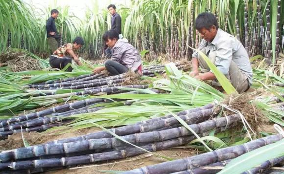 Khi mua mía nên chọn mía sương muối” hay đen”? Đừng mua ngẫu nhiên, mùi vị sẽ rất khác nếu bạn mua nhầm-2