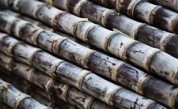 Khi mua mía nên chọn mía sương muối” hay đen”? Đừng mua ngẫu nhiên, mùi vị sẽ rất khác nếu bạn mua nhầm-3