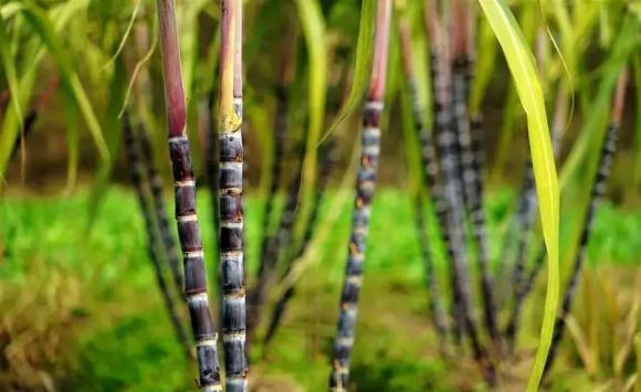 Khi mua mía nên chọn mía sương muối” hay đen”? Đừng mua ngẫu nhiên, mùi vị sẽ rất khác nếu bạn mua nhầm-5