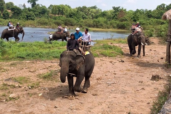 Đắk Lắk sẽ bỏ loại hình du lịch cưỡi voi