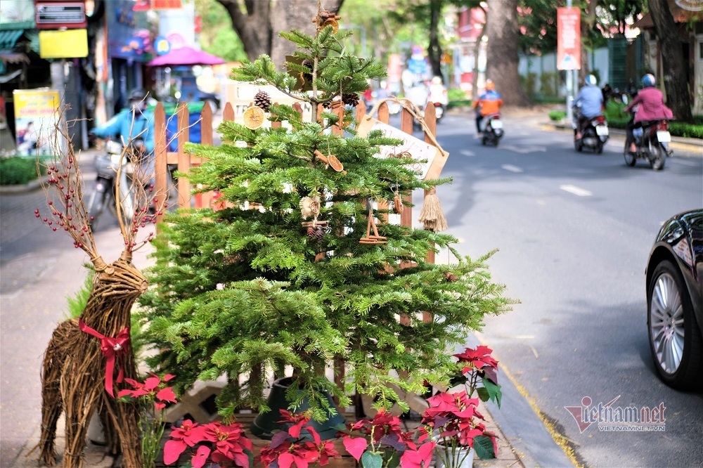 Hành trình qua 3 nước đưa cây thông Đan Mạch về Việt Nam chơi Noel-1
