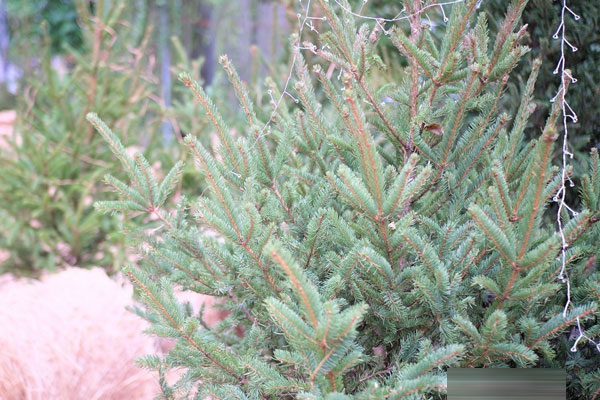 Độc nhất năm nay, bánh bao ông già Noel đắt khách-3