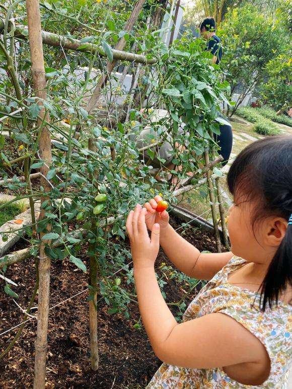 Lê Phương khoe vườn rau xanh mướt của nhà bố mẹ ruột ở Trà Vinh, hai nhóc tỳ thích thú khi được hái trái cây-1