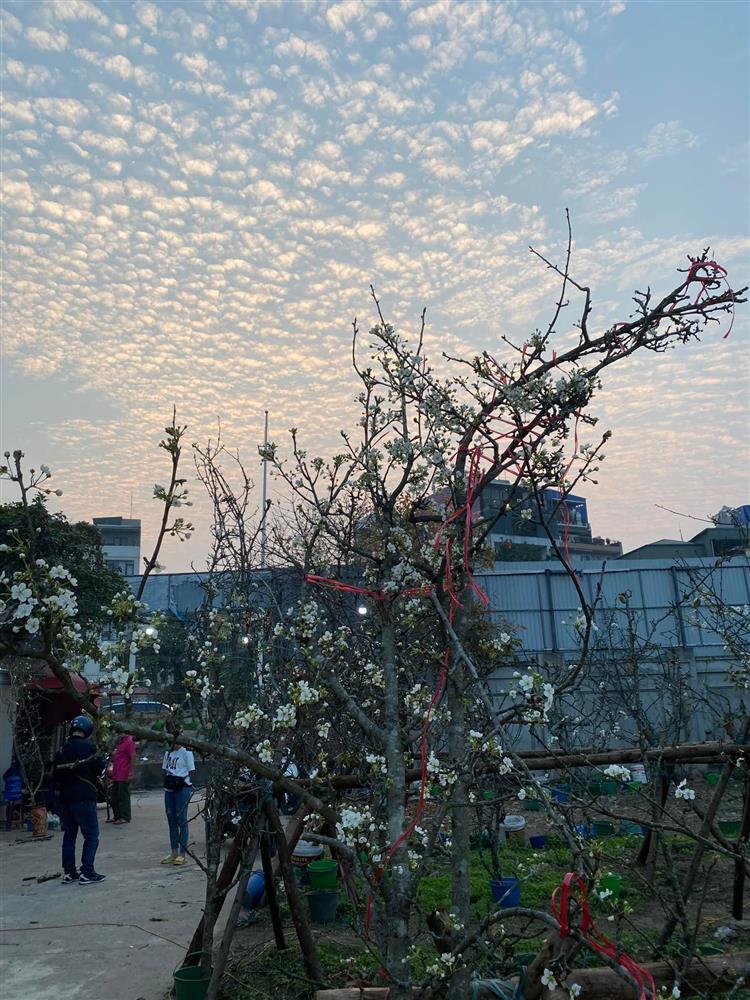 Mua củi khô về cắm, 1 tháng sau nụ bất ngờ trổ bông trắng cành làm nức lòng khách chơi-10