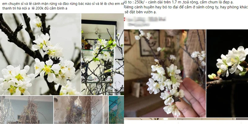 Mua củi khô về cắm, 1 tháng sau nụ bất ngờ trổ bông trắng cành làm nức lòng khách chơi-11