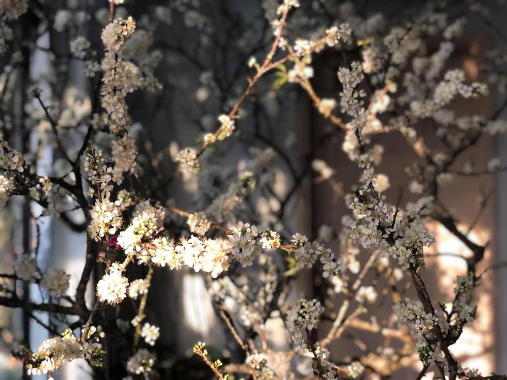 Mua củi khô về cắm, 1 tháng sau nụ bất ngờ trổ bông trắng cành làm nức lòng khách chơi-2