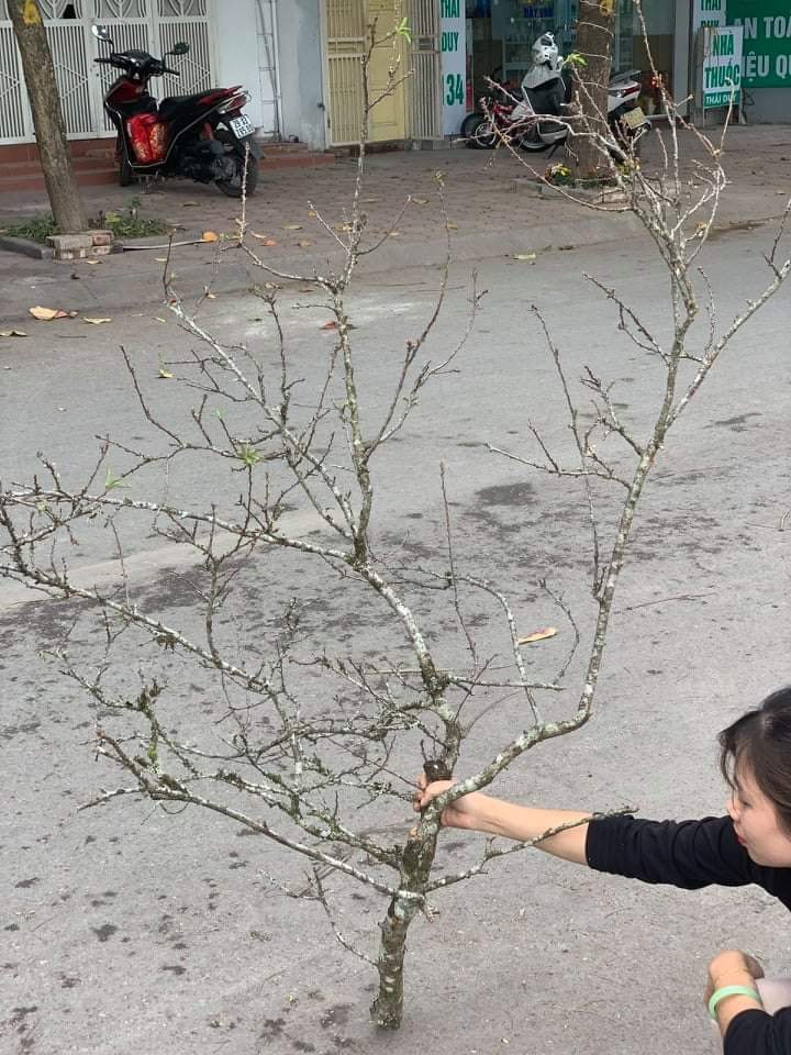 Mua củi khô về cắm, 1 tháng sau nụ bất ngờ trổ bông trắng cành làm nức lòng khách chơi-3