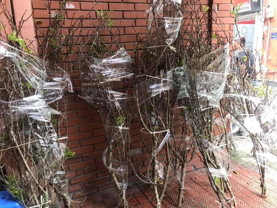 Mua củi khô về cắm, 1 tháng sau nụ bất ngờ trổ bông trắng cành làm nức lòng khách chơi-5