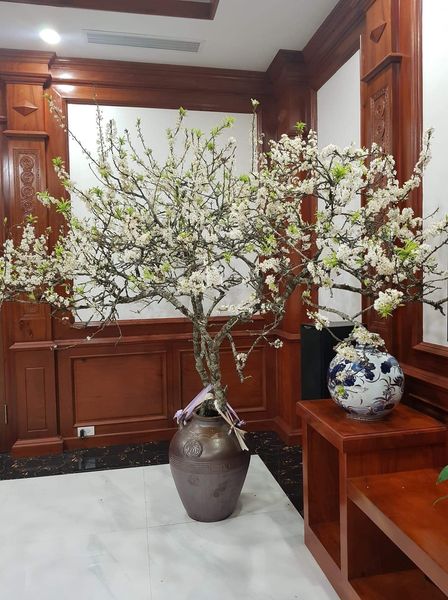 Mua củi khô về cắm, 1 tháng sau nụ bất ngờ trổ bông trắng cành làm nức lòng khách chơi-6