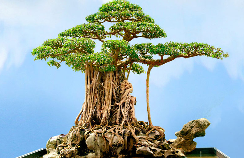 Ly kỳ siêu cây cảnh vượng tài lộc đến nỗi trả giá 460 tỷ nhưng ông chủ Thanh Hoá không bán-3