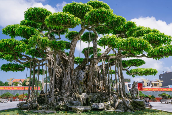 Sau giấc mơ lạ, người đàn ông tìm được cây sanh cổ 10 tỷ, dáng Long độc nhất nhì Việt Nam-7