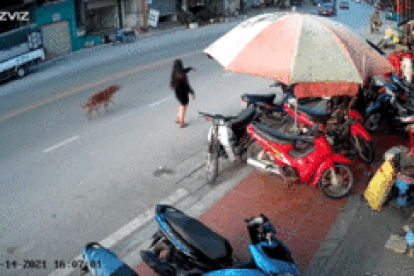 Chó chạy sang đường gây tai nạn, hành động của cô gái khiến tất cả bức xúc