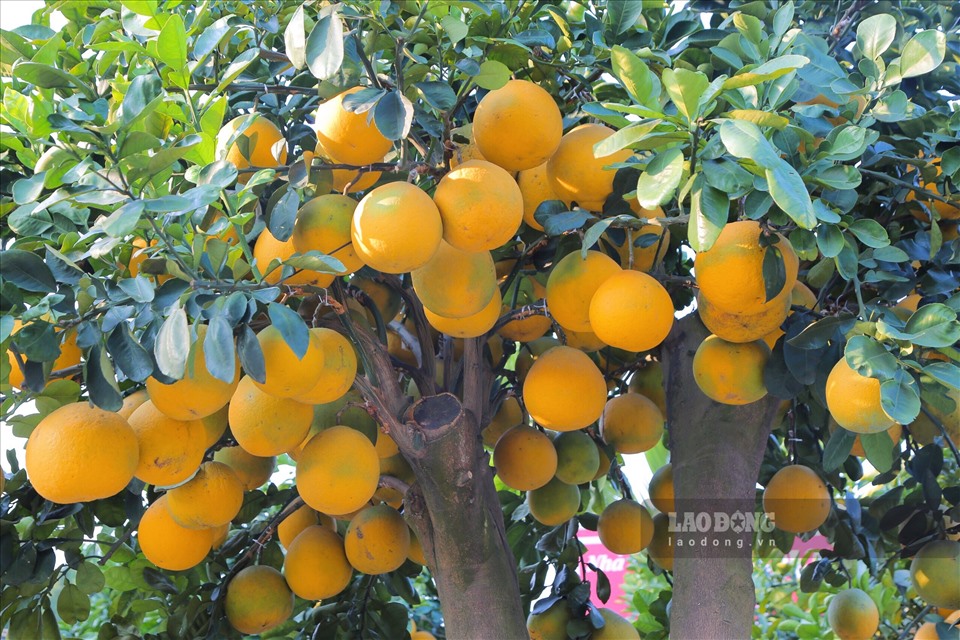 Đột nhập vườn bưởi cảnh tiền tỉ, thơm lừng một vùng Hưng Yên-7