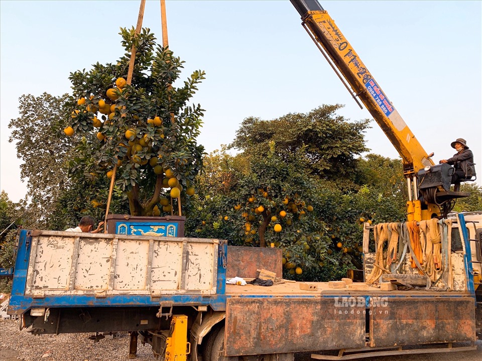 Đột nhập vườn bưởi cảnh tiền tỉ, thơm lừng một vùng Hưng Yên-9