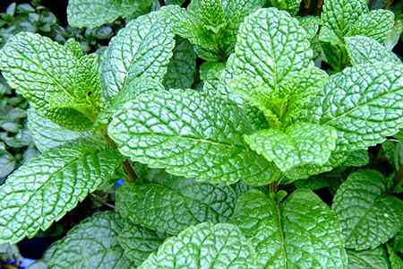 8 loại cây giá&nbsp;rẻ và dễ trồng, đặt trong nhà vệ sinh vừa khử mùi hôi lại hết sạch muỗi-3