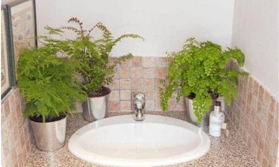 8 loại cây giá rẻ và dễ trồng, đặt trong nhà vệ sinh vừa khử mùi hôi lại hết sạch muỗi-4