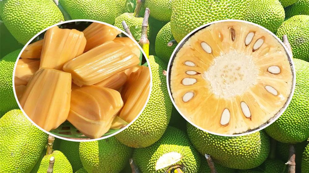 Mùa mít Thái chín rộ, giá 1 kg chỉ bằng một ổ bánh mì-1