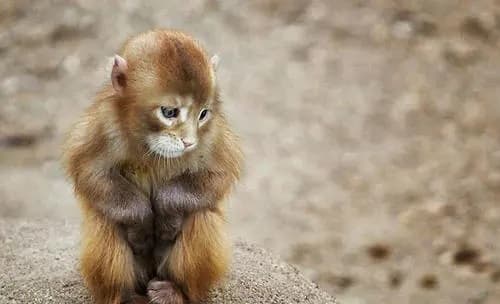 Bước sang tháng 12 âm lịch, top 3 con giáp vượt mọi tai ương, Thần Tài nâng đỡ, sự nghiệp thăng hoa, tình tiền viên mãn-2